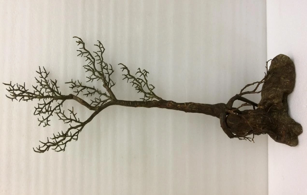New Natural Tree 105x30cm